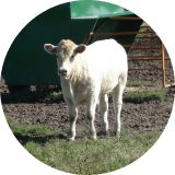 A white calf standing in a grassy field