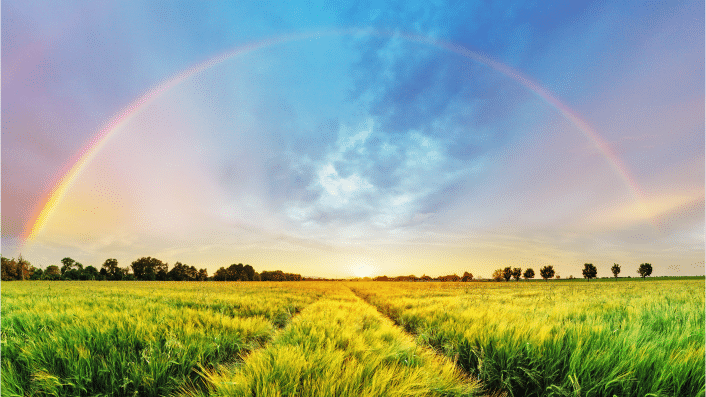 A large and colorful rainbow over a field of wheat