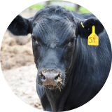 A close-up of a black cow