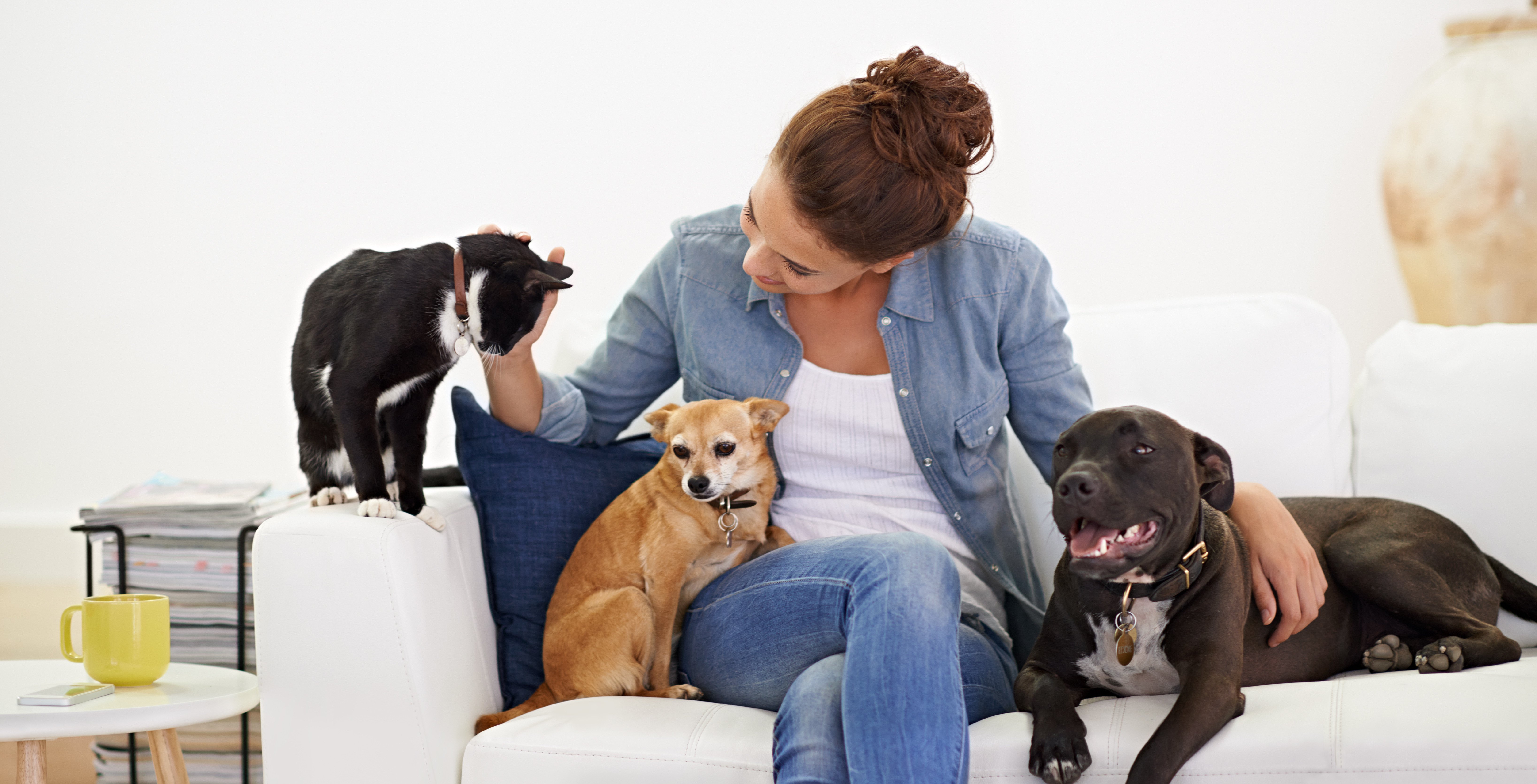 Woman, sofa and happy with pet, cat and dog for care, love and bonding in home living room, playing and together. Girl, animal family and smile on lounge couch with happiness, lifestyle and house
