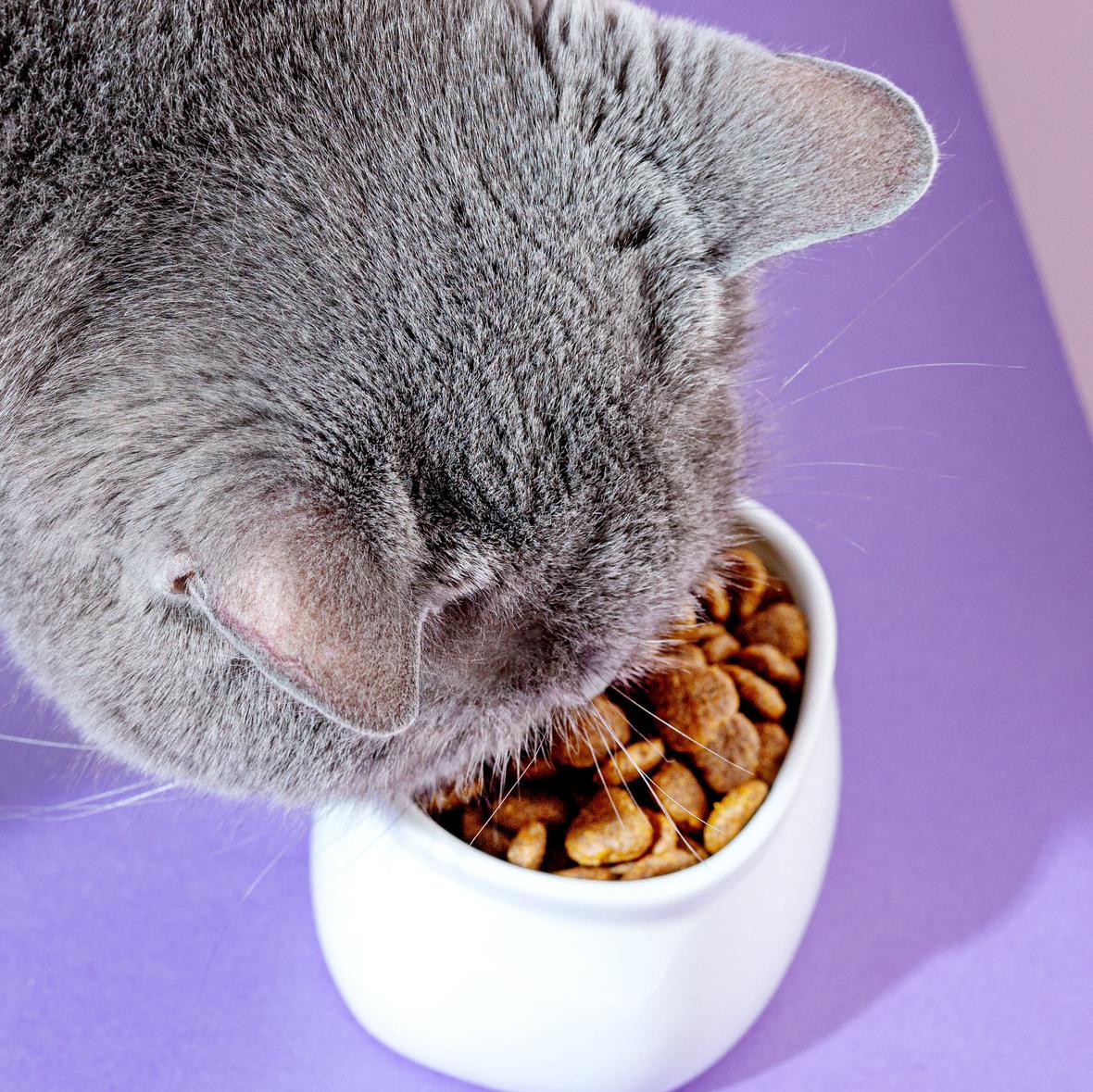 The cat eats dry food from a white bowl. On a purple background. 