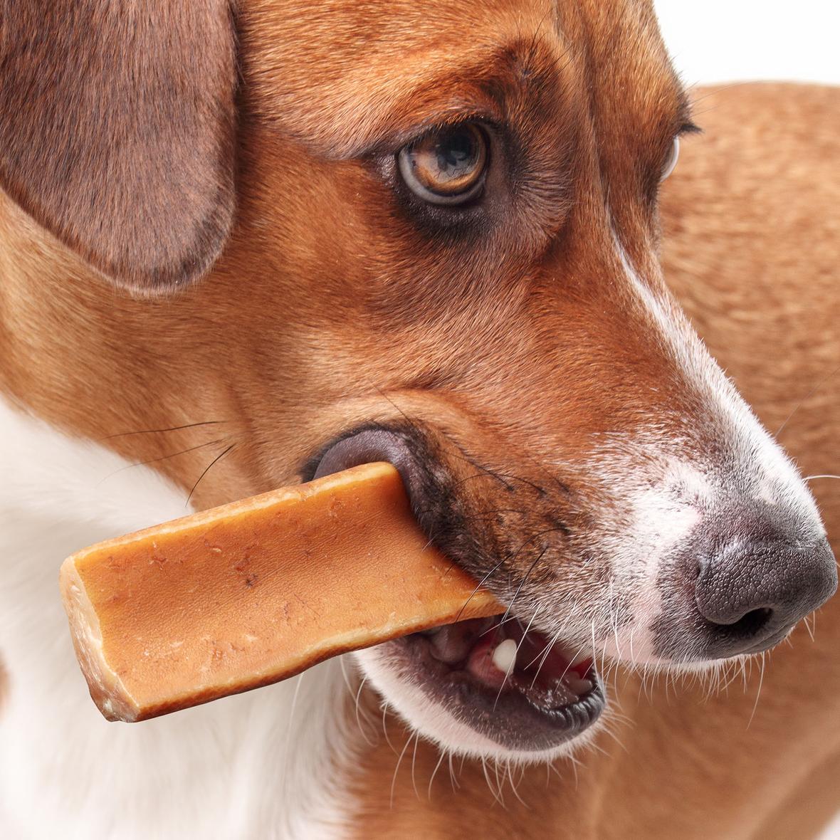 Happy dog with chew stick in mouth on light gray background. Close up of brown puppy dog with yak milk dog bone in mouth like a cigar.