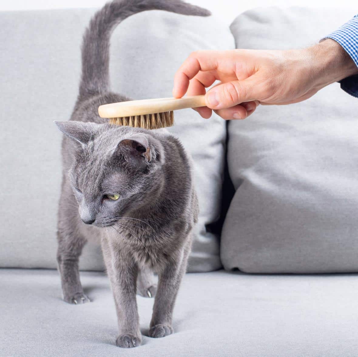 Man's hand is combing Russian blue cat with a soft special brush for cats on a grey sofa