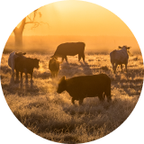A herd of beef cattle grazing in a field at sunset
