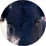 A close-up of a black cow’s face