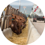 A row of brown cattle at a feeding station