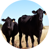 Black cattle in a field