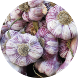 A close up of garlic bulbs