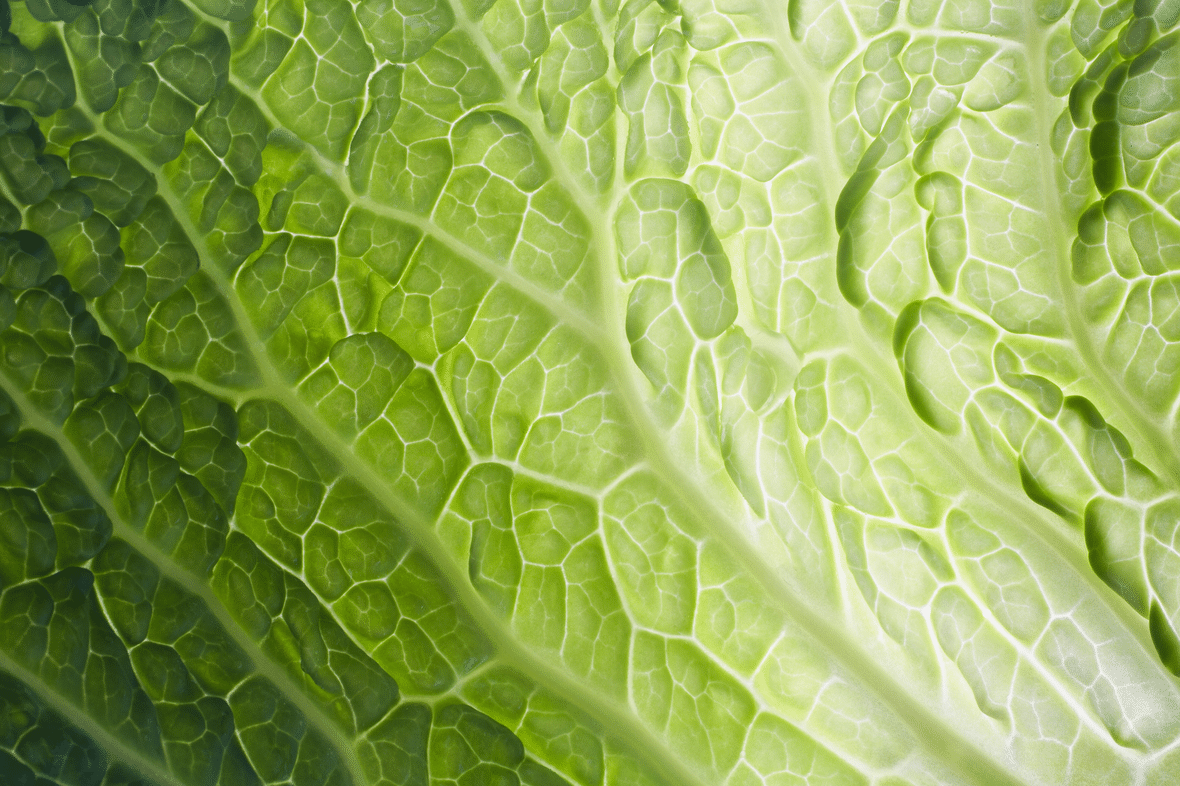 Green leaf texture image