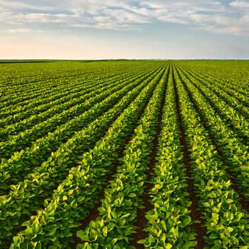 bean field