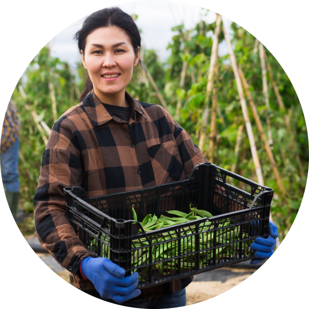 Portrait of woman farmer holding box of peas or beans in her hands on a farm field