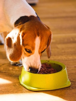 dog eating dog food out of bowl