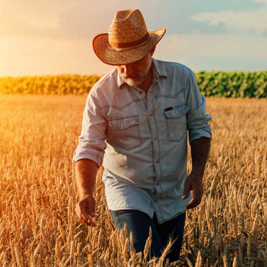 farmer touching wheat