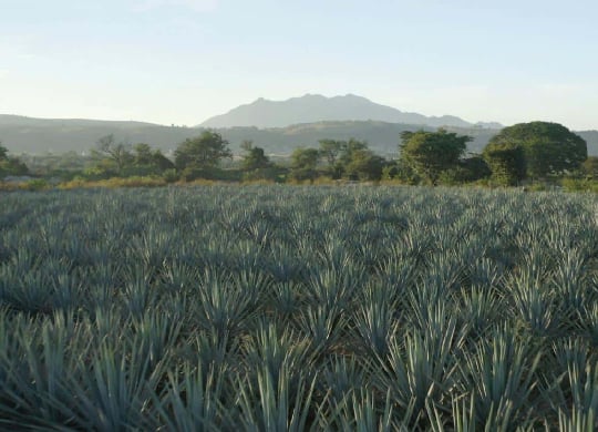 field of agave plants