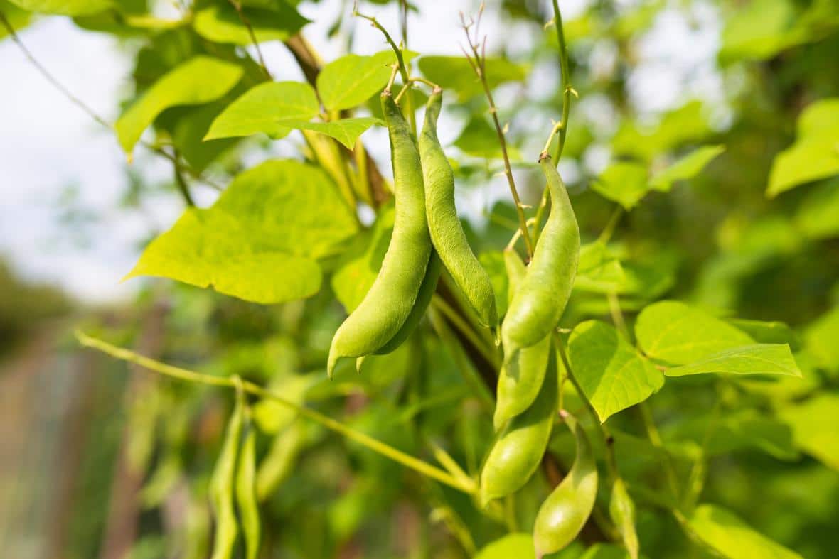 Plant of beans