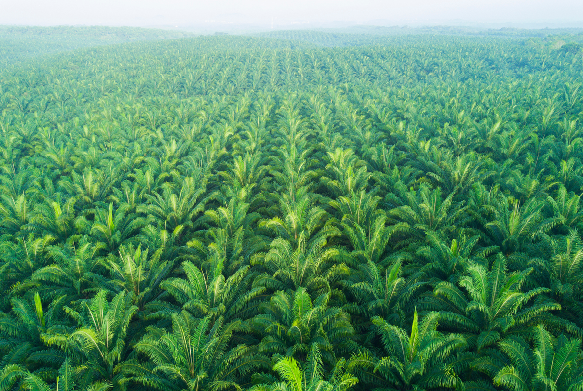 palm