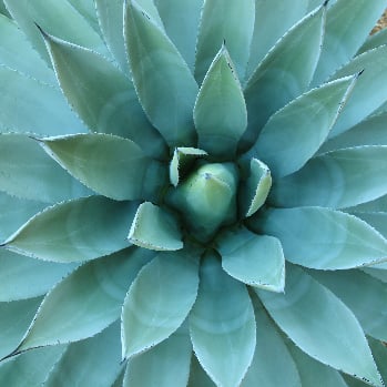 An overhead view of the leaves of an agave plant 