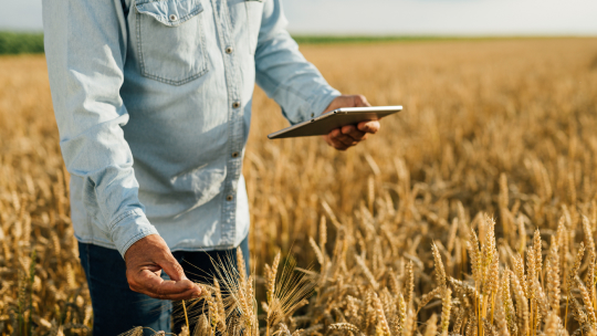 man in wheat field with tablet