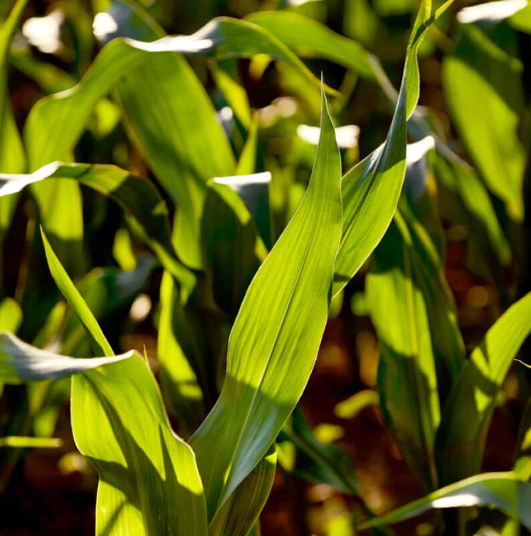 Close up of green corn stalk leaves in field under the sunlight