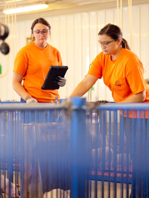 Two people wearing safety glasses inspecting piglets in a pen