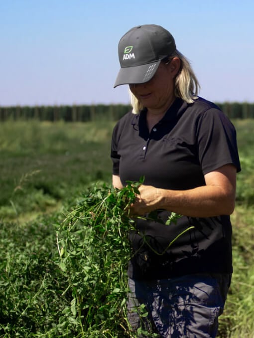 An ADM employee standing in a field and examining a plant
