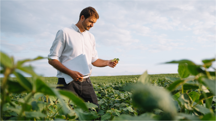A man standing in a field inspecting the leaves of his crop while holding papers to take notes on.
