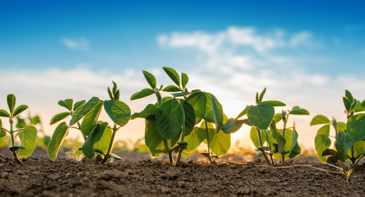 sustainability goodness