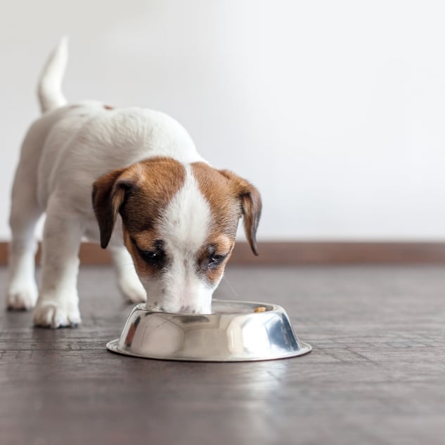 Puppy eating pet food from bowl