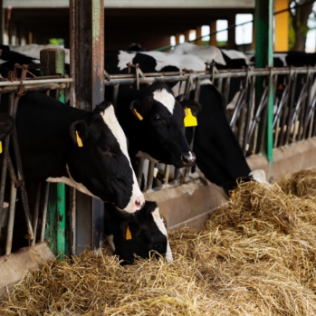 Farm cowshed with dairy cattle