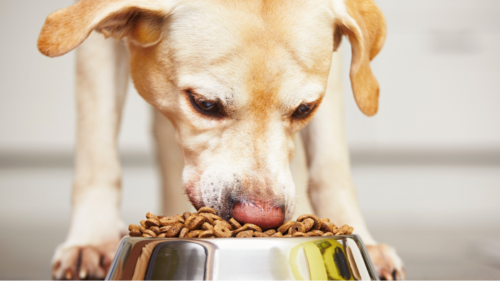 A close-up picture of a golden retriever eating their food from a bowl on the floor.