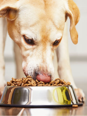 A close-up picture of a golden retriever eating their food from a bowl on the floor. 