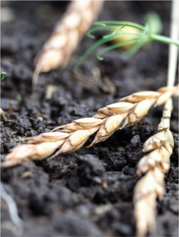 A close-up of wheat lying on top of wet soil on the ground.