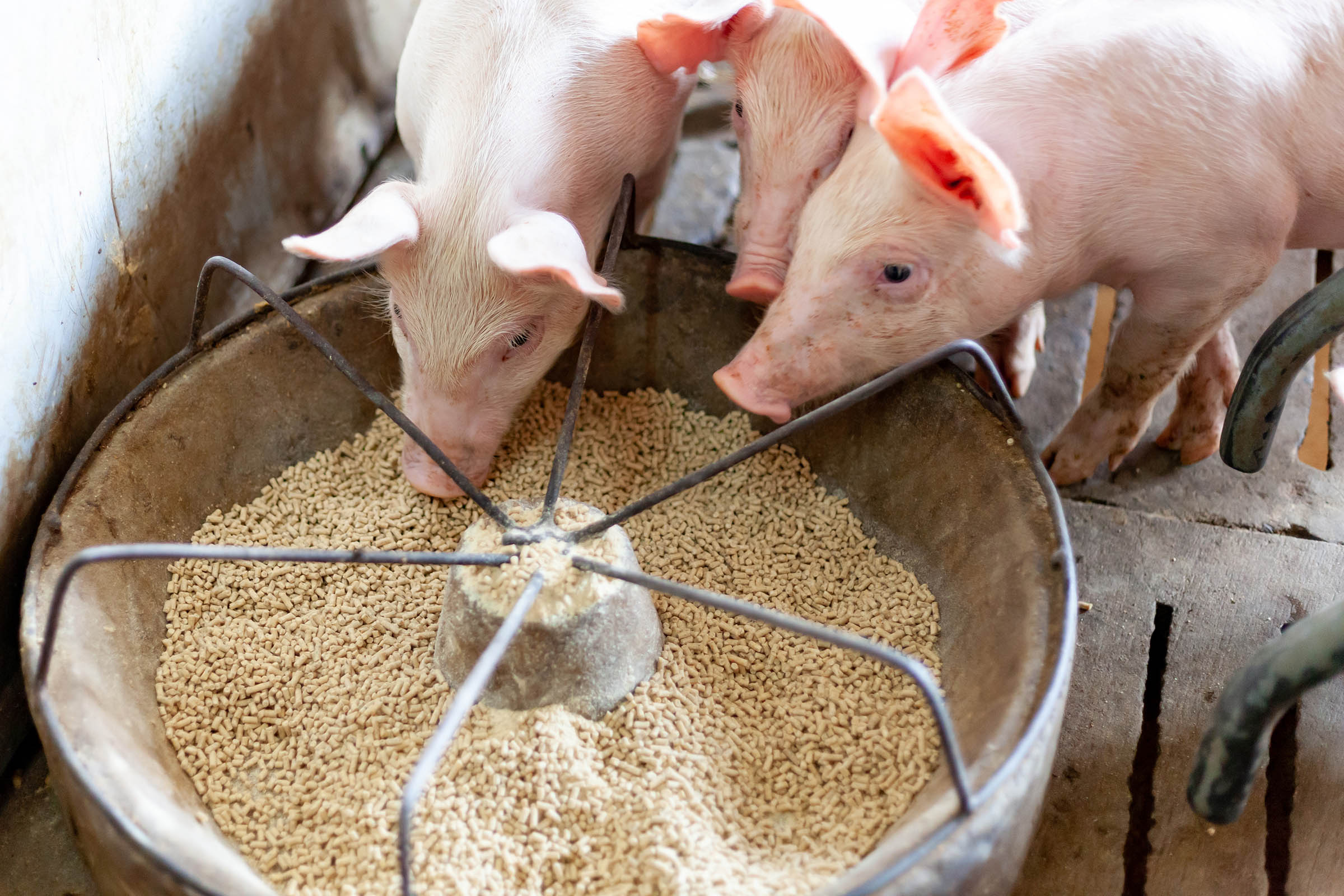 Pigs feeding on a farm