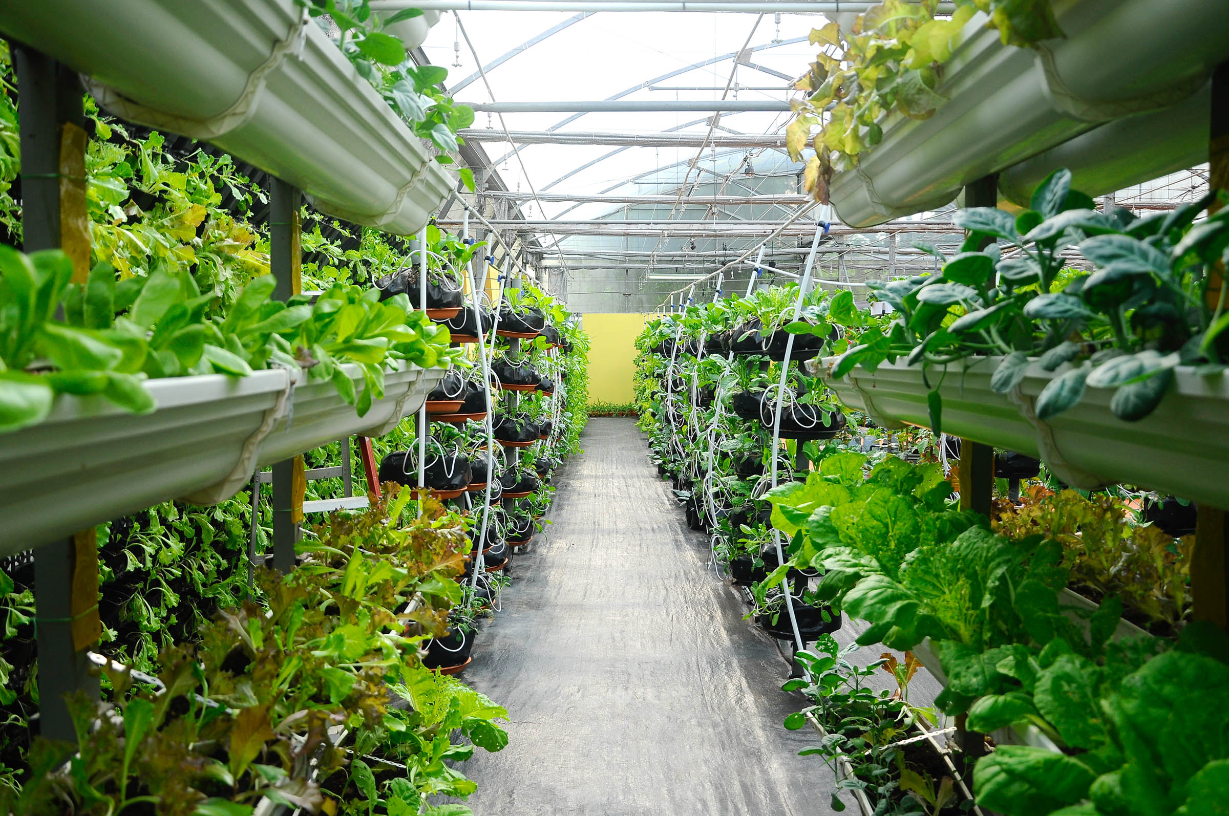 A greenhouse full of healthy plants
