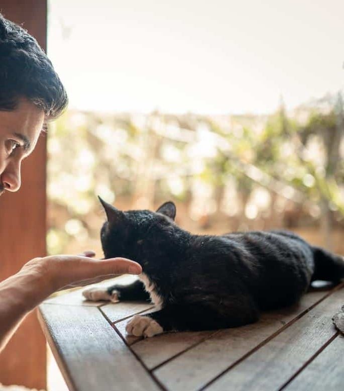 Cat sitting on a table is pet by a person