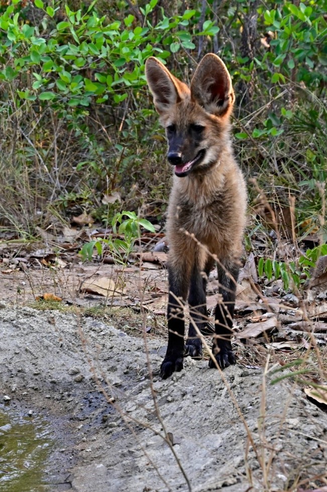 Cerrado Region Gains a Wild Animal Monitoring Project in Brazil | ADM