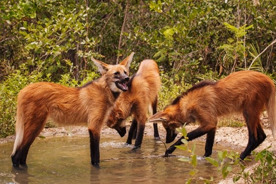 Maned Wolf PT.jpg