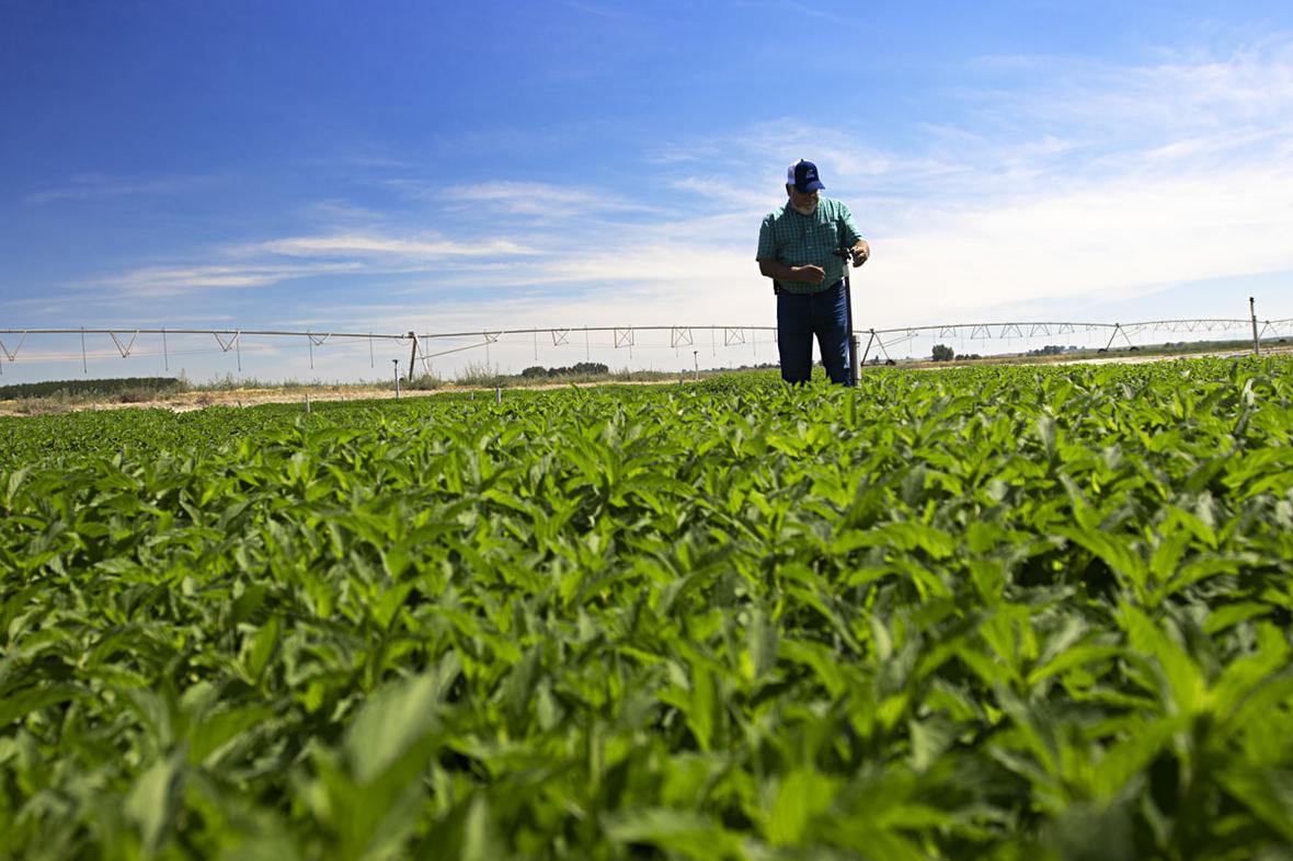 Man standing in mint field IMG 6269 2022 01 v1 lores (2)