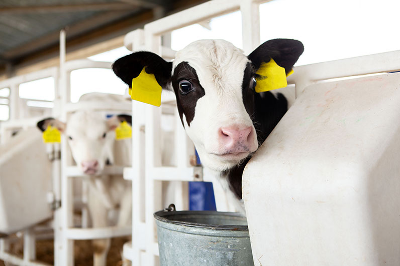ADM Early Animal Nutrition