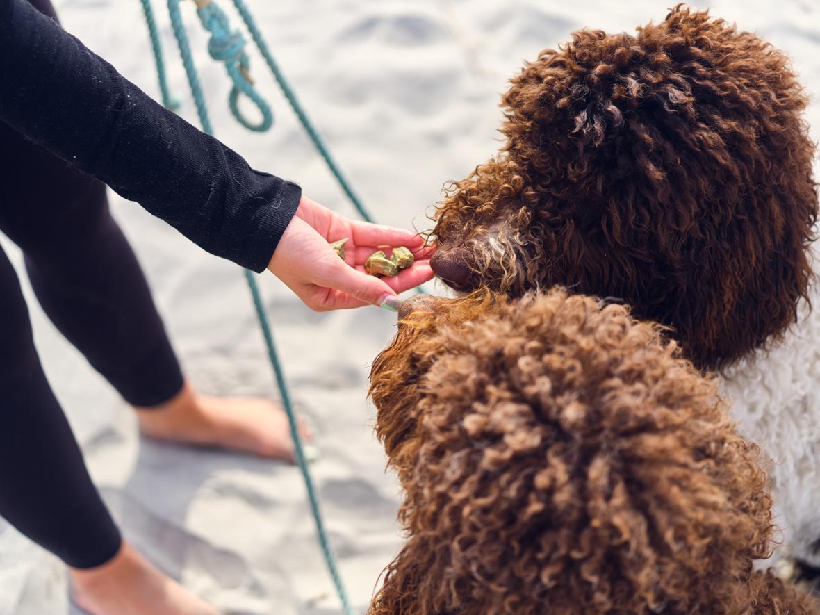 ADM Pet Nutrition