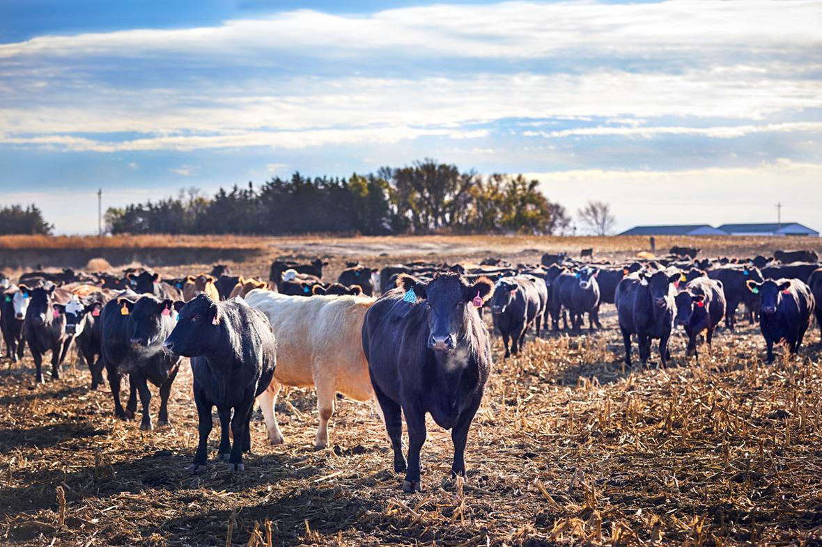ADM Herding for Health
