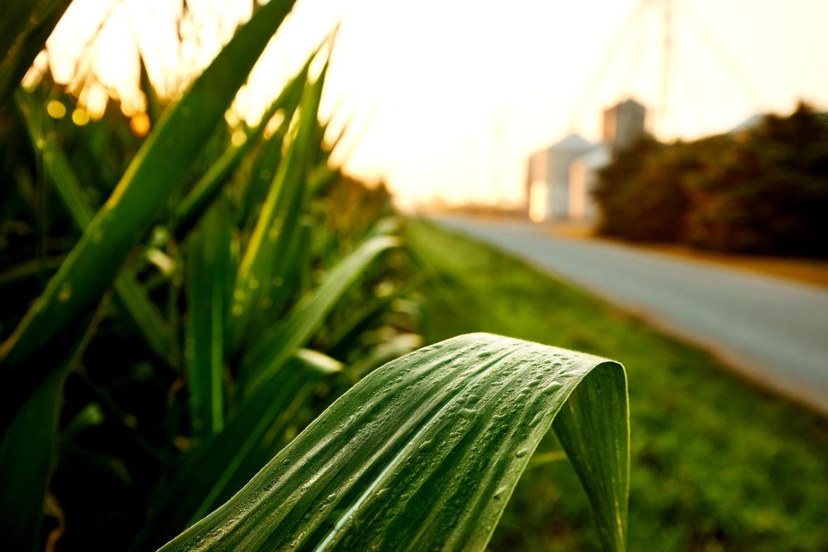Close up of corn stalk leaves in field next to road with silos in background