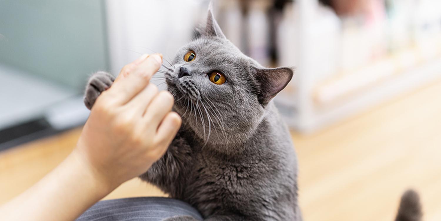 ADM Pet Longevity Insights