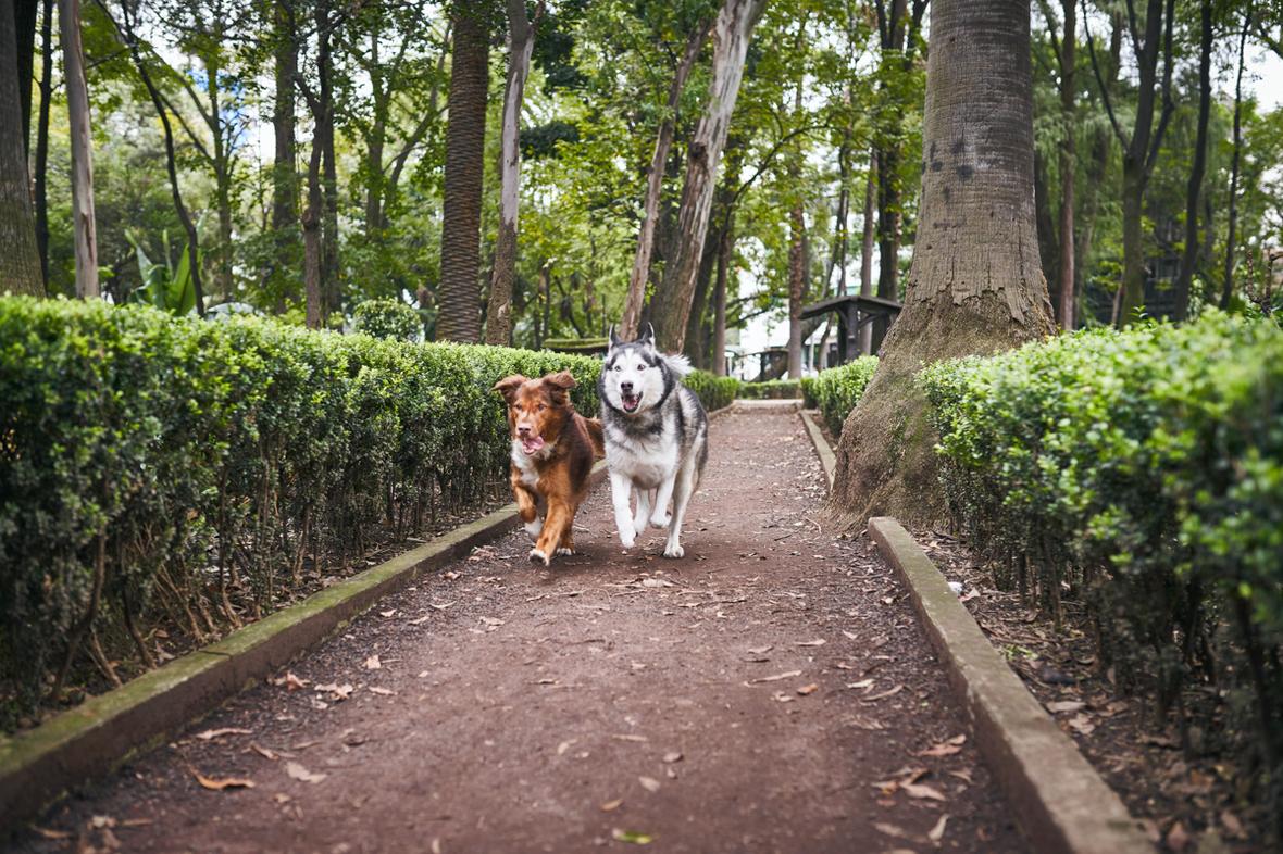 ADM PRIOME Metabolic Health