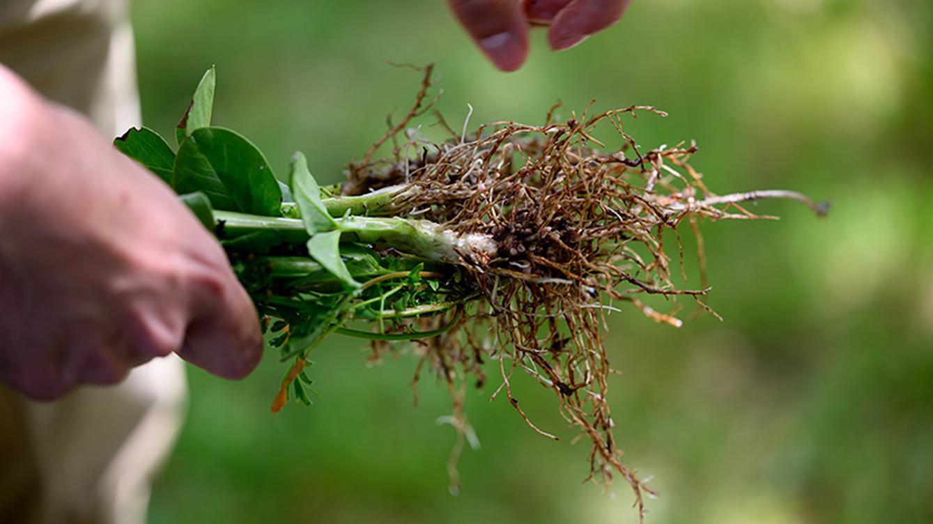 ADM Regenerative Agriculture