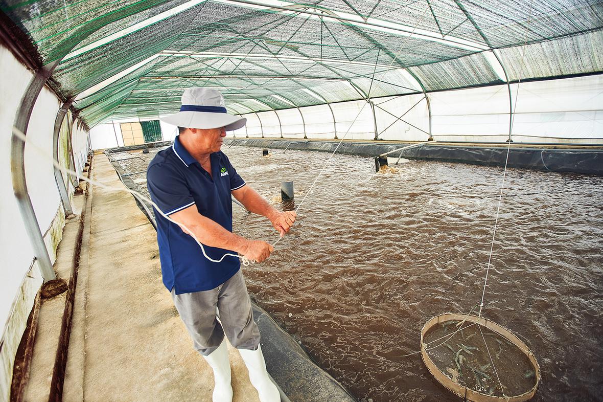 Man using nets at aquaculture nursery 0817 V2