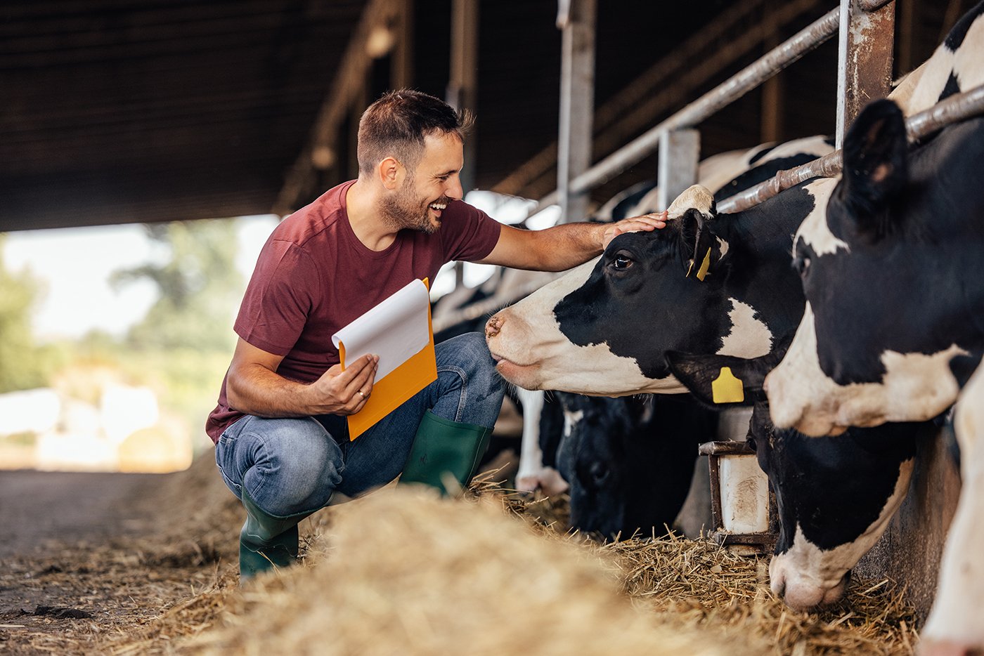 AdobeStock 452540600 Adult man, getting to know the cows better