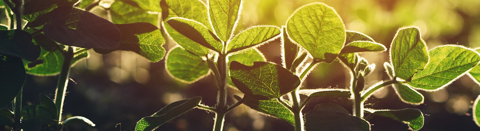 A close-up of fresh, growing plants