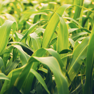 corn husks
