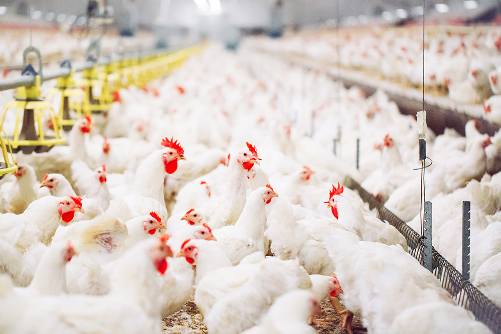 Several chicken in a production setting